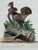 Figurative Rare 1749- 1776 Hand Colored Etching Pennsylvania Grouse by Michael Seligmann Ruffled Grouse For Sale - Image 3 of 8