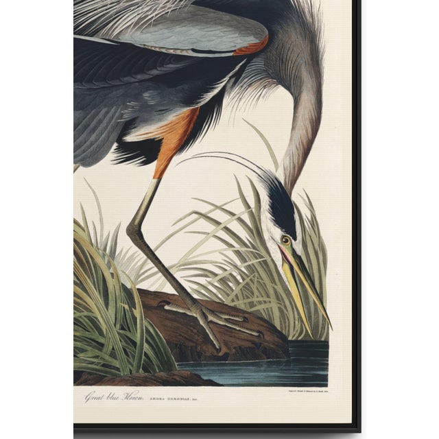 Not Yet Made - Made To Order Great Blue Heron Framed Canvas Art by John James Audubon – Black Frame, 24" X 36" For Sale - Image 5 of 8