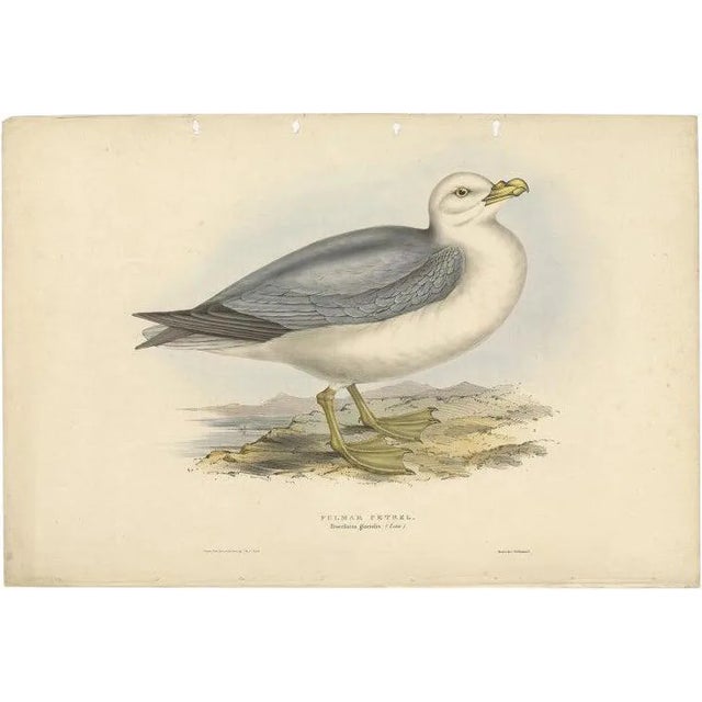 J. Gould, Fulmarine Petrel, 1832, Paper For Sale