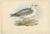 J. Gould, Fulmarine Petrel, 1832, Paper For Sale