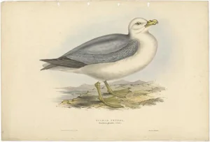 J. Gould, Fulmarine Petrel, 1832, Paper