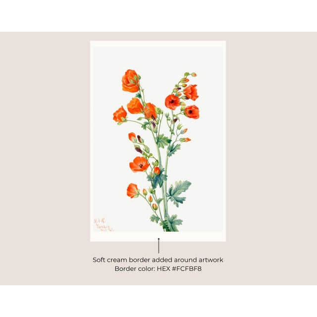 Not Yet Made - Made To Order Scarlet Globe Mallow, Vintage Botanical Art Print Reproduction by Mary Vaux Walcott, 32" X 48" For Sale - Image 5 of 10
