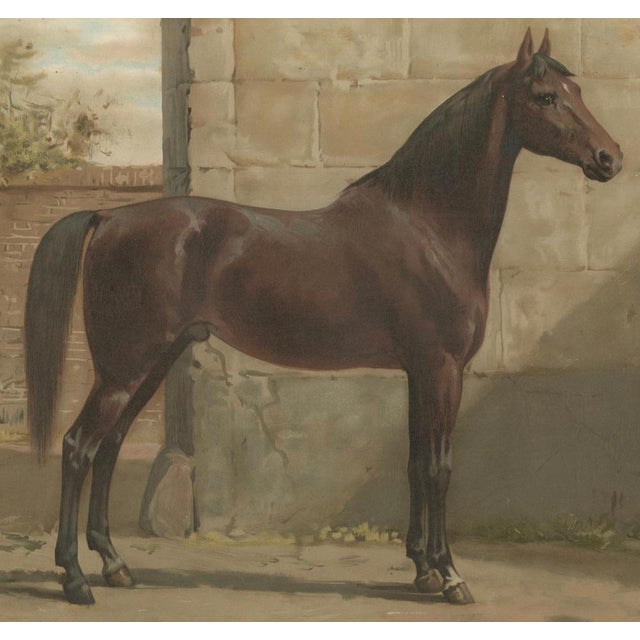 After Eerelman, East Prussian Trakehner Horse Portrait, 1898, Lithograph For Sale - Image 6 of 10