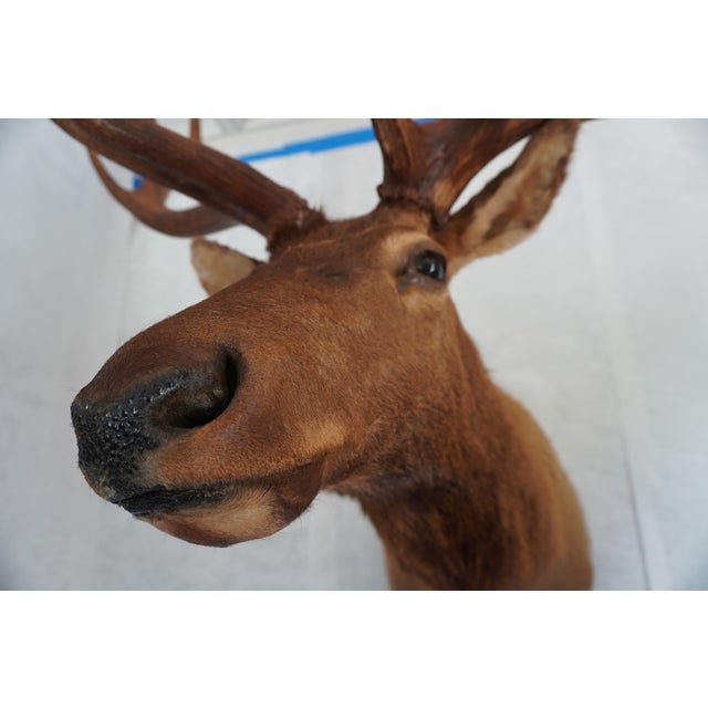 Elk 13 Point Mount Head and Bust For Sale - Image 10 of 18
