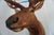 Elk 13 Point Mount Head and Bust For Sale - Image 10 of 18