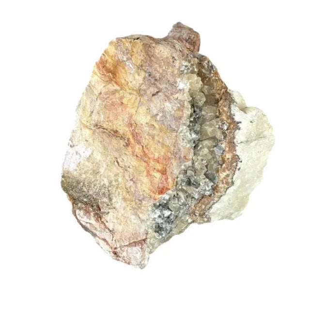 Mid 20th Century Natural Petrified Wood Specimen #4 For Sale - Image 5 of 9