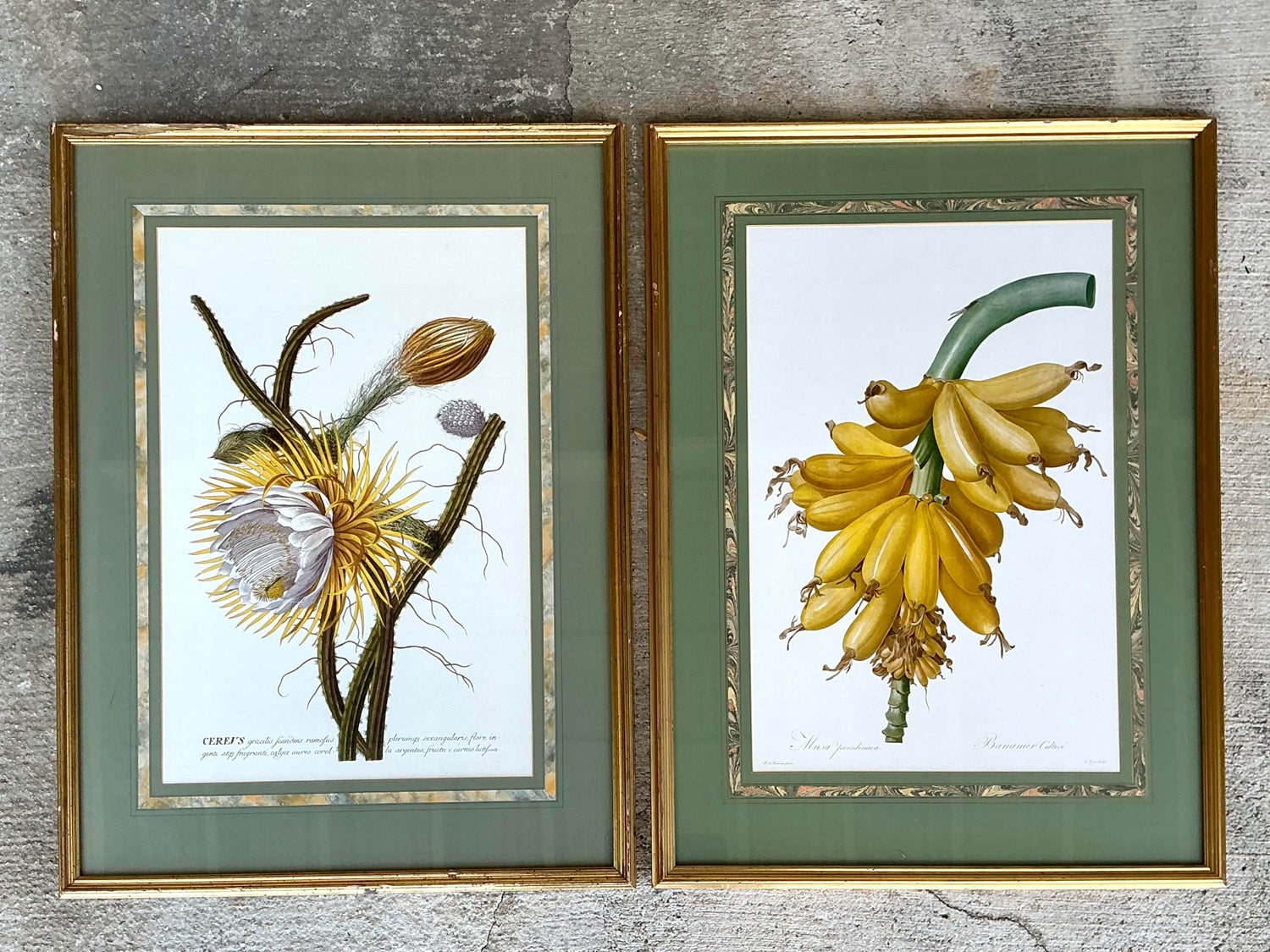 Vintage Ehret Botanical Prints - Set of 2 - Top view