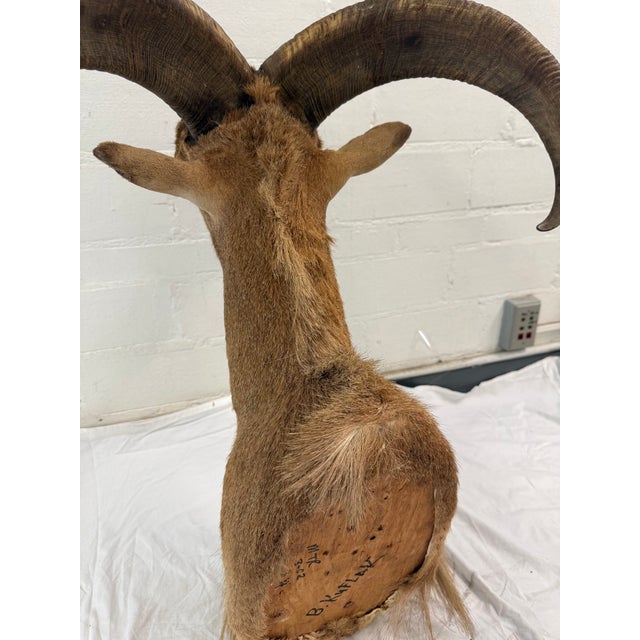 Animal Skin Vintage Taxidermy Aoudad (Barbary Sheep) Shoulder Mount For Sale - Image 7 of 9