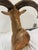 Animal Skin Vintage Taxidermy Aoudad (Barbary Sheep) Shoulder Mount For Sale - Image 7 of 9