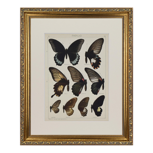 Antique Early 20th Century Butterfly Print 1912