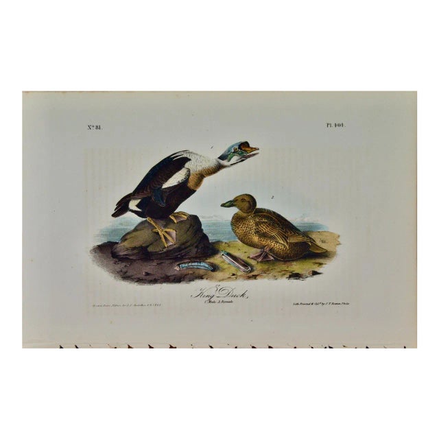 Audubon "King Duck": An Original First Octavo Edition Audubon Hand-Colored Lithograph, 1840 For Sale