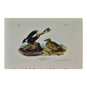 Audubon "King Duck": An Original First Octavo Edition Audubon Hand-Colored Lithograph, 1840