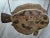 Early 21st Century Carved Flounder Trade Sign "Fresh Fish" For Sale - Image 5 of 12