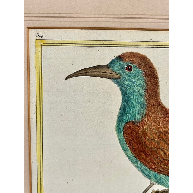 Antique Francois Martinet Bird Hand Colored Print "Bee Eater" Framed No Glass For Sale - Image 4 of 8