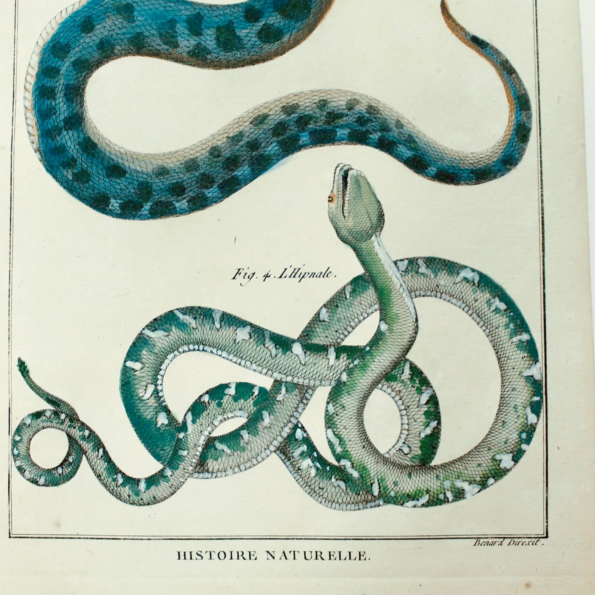 Set of Five Hand Colored Snake Engravings, 18th Century | Chairish