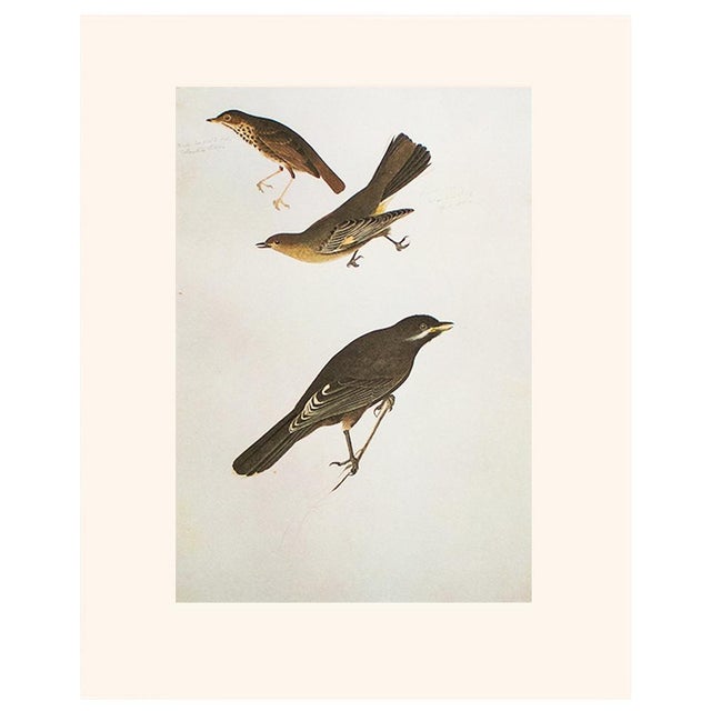 1960s 1966 Vintage Cottage Print "Dwarf Thrush, Townsend's Ptilogonys & Canada Jay" After John James Audubon For Sale - Image 5 of 5