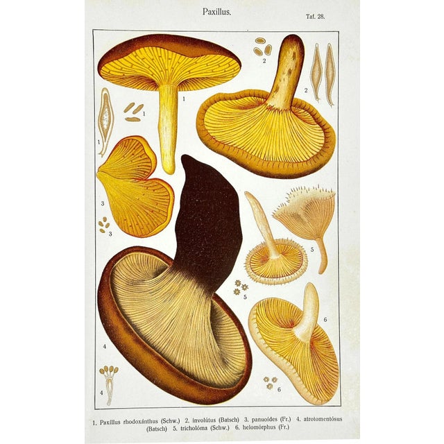 Antique 19th C Botanical Carl Gustav Jablonsky Paxillus Species Colored Lithograph. Artist or Maker: Carl Gustav Jablonsky...