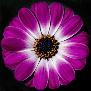 "Botanical 44" Macro Botanical Photograph