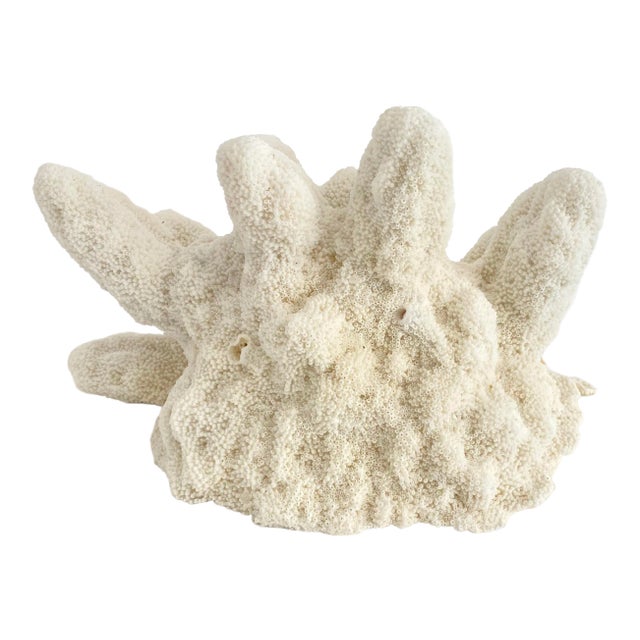 Natural Catspaw Coral Specimen For Sale