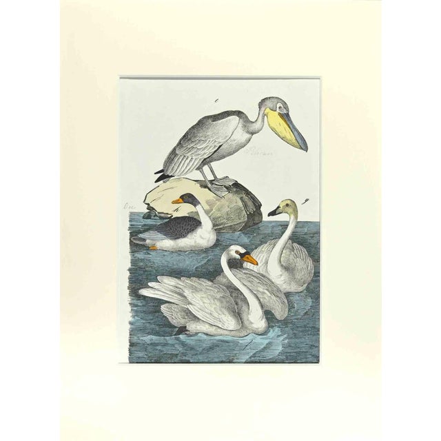 Johann Friedrich Naumann, Pelican, Etching, 1840 For Sale - Image 3 of 3