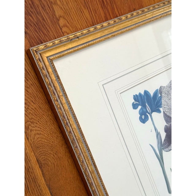 Vintage Iris Botanical Prints in Gold Frames, a Pair For Sale - Image 6 of 8