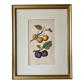 Original Antique English Fruit Botanical Print of Plums by Brookshaw C.1820 For Sale