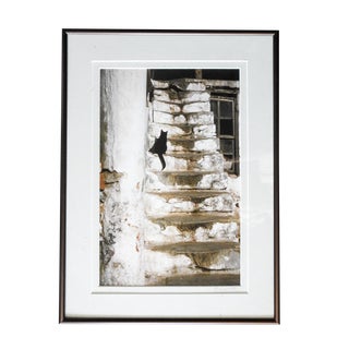1990s Aegean Cat Photograph For Sale