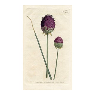 Purple-Headed Garlic Print, Curtis Botanical Print, 1794, Original Antique Engraving, Hand Colored, England For Sale