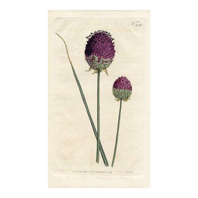 Purple-Headed Garlic Print, Curtis Botanical Print, 1794, Original Antique Engraving, Hand Colored, England For Sale
