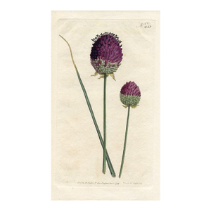 Purple-Headed Garlic Print, Curtis Botanical Print, 1794, Original Antique Engraving, Hand Colored, England