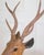 Italian 20th Century Life-Size Walnut Deer Sculpture For Sale In Atlanta - Image 6 of 12