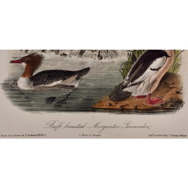 Late 19th Century Audubon Buff-Breasted Merganser: Original 19th C. Audubon Hand-Colored Bird Lithograph, 1870 For Sale - Image 5 of 6