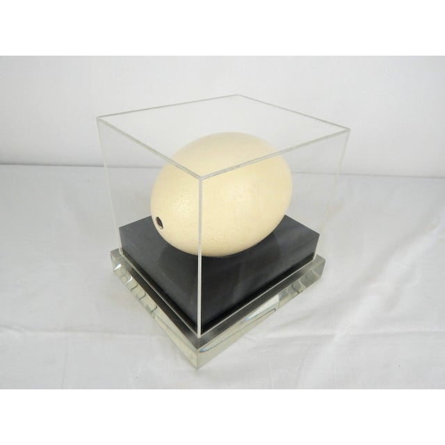 Plastic Lucite Display Case With Ostrich Egg For Sale - Image 7 of 8