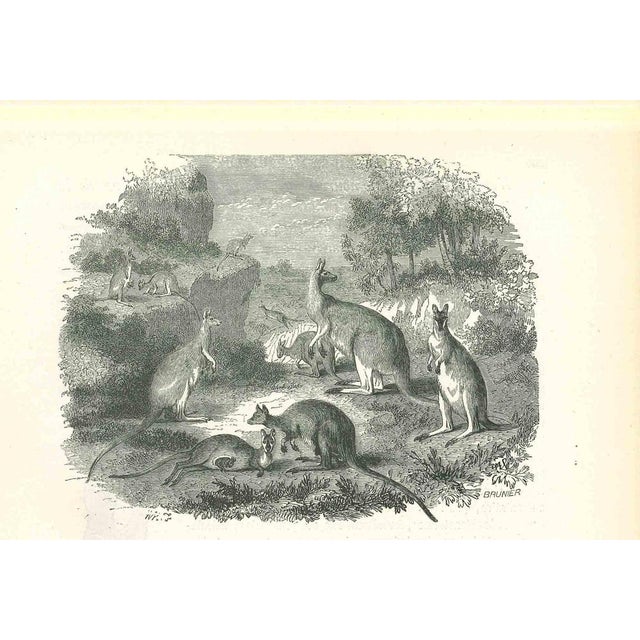 The Kangaroos is an original lithograph on ivory-colored paper, realized by Paul Gervais (1816-1879). The artwork is from...
