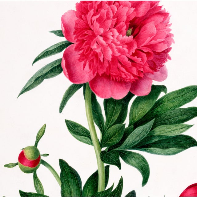 Paint Reproduction Victorian Botanical Prints - Set of 6 Peonies For Sale - Image 7 of 9