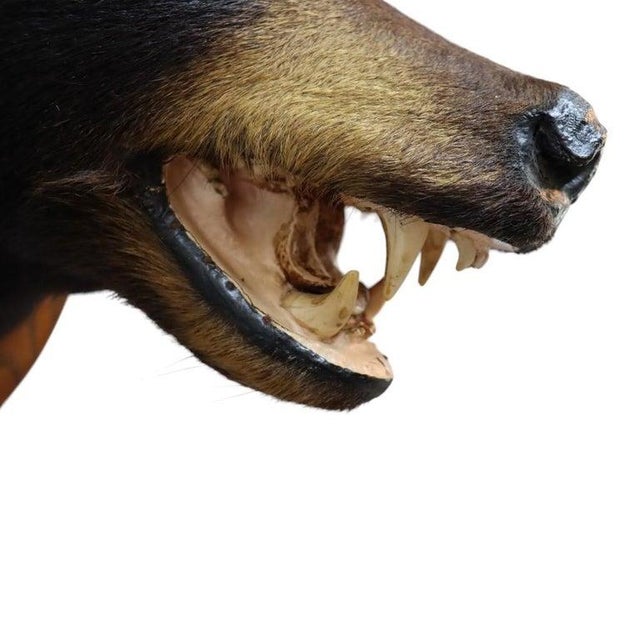 Vintage Black Bear Taxidermy Head Mount C1950 For Sale - Image 6 of 8