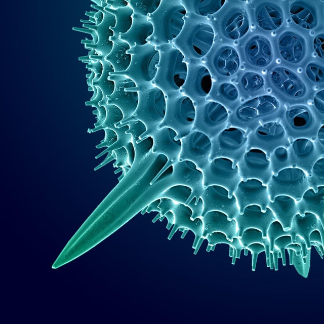 "Hexacontium" Radiolarian Digital Painting by Modernist Andrew Leonard For Sale - Image 4 of 6