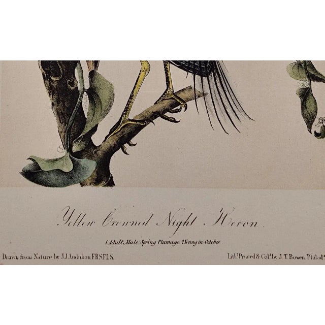 Late 19th Century Audubon Night Heron Birds: An Original 19th C. Audubon Hand-Colored Bird Lithograph, 1870 For Sale - Image 5 of 6