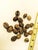 1980s 1980s Faux Coffee Beans - Pop Art -Hand Carved One of Kind Larger Than Life - Set of 12 For Sale - Image 5 of 5