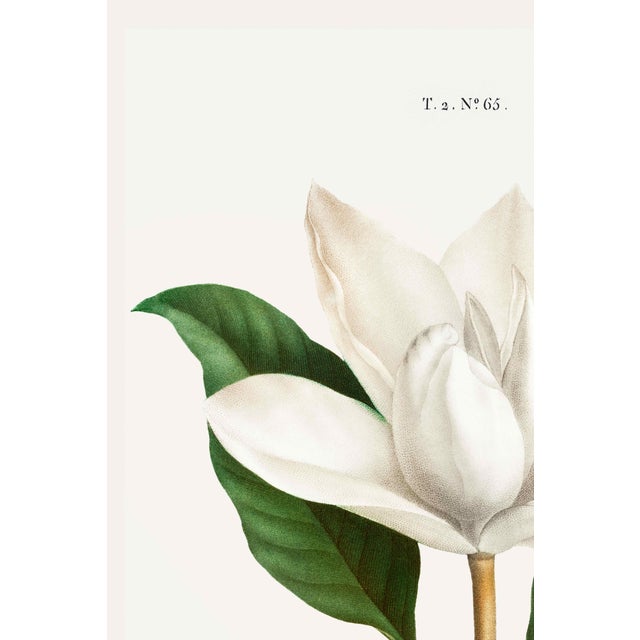 An elegant example of early 19th-century botanical illustration, this vintage art print reproduction features Southern...