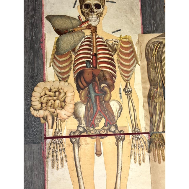 Pair of Rare Life-Sized Pilz Anatomical Flap Manikins, Germany, c. 1890 For Sale - Image 4 of 18
