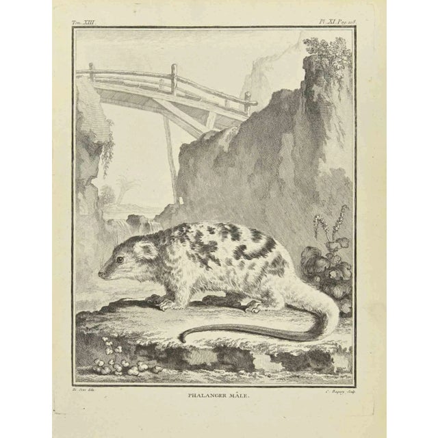 Phalanger male is an etching realized by Jean Charles Baquoy in 1771. The artwork Belongs to the suite "Natural, general...