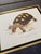 Unframed but Matted Pair of Testudo Carbonaria and Testudo Radiata Prints- Pair of Turtle Prints For Sale - Image 4 of 5