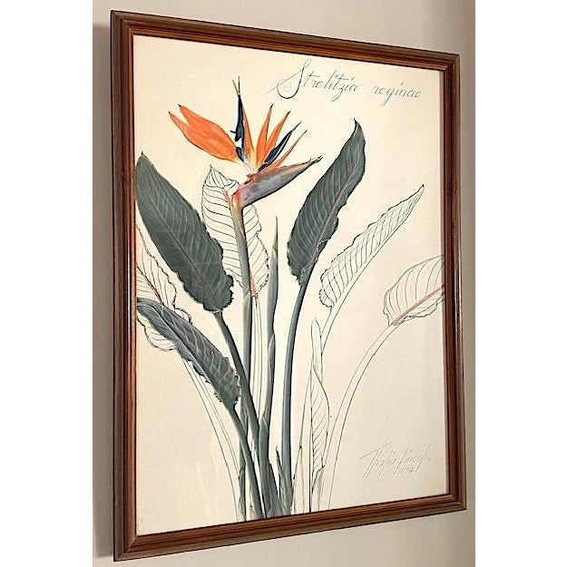 Vintage Botanical Prints-Framed Series of 4 by Artist Thalia Lincoln For Sale - Image 4 of 12