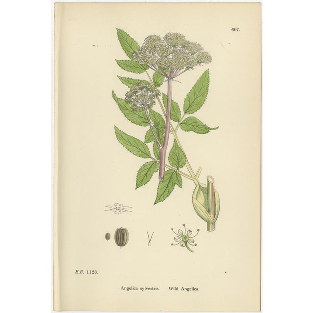 Paper Sowerby, Herbs with Soft Green Palette, 1902, Prints, Set of 4 For Sale - Image 7 of 10