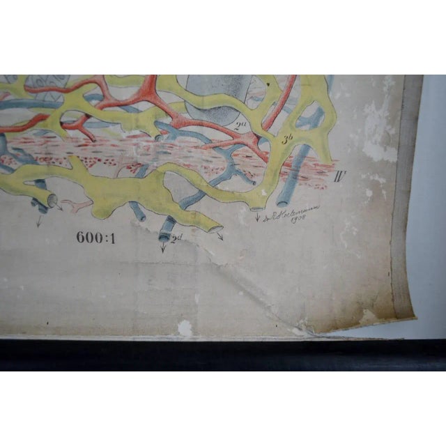 Mid 20th Century Vintage Swedish E. Hoelemann Antique Anatomical Chart For Sale - Image 5 of 7