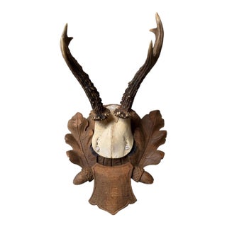 Roe Deer Trophy 109 Black Forest Antlers For Sale