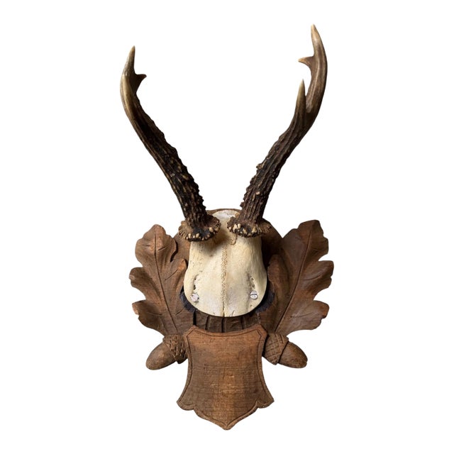 Roe Deer Trophy 109 Black Forest Antlers For Sale