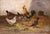 Pair of 19th Century Belgium Pendant Chicken Paintings Signed Dubois For Sale In Dallas - Image 6 of 15