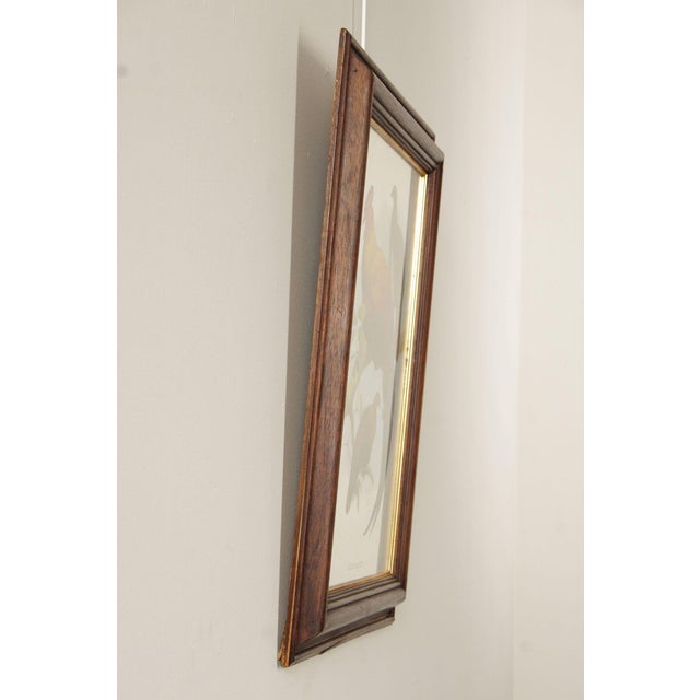 Vintage Ornithological Print, 'Gallus Lafayettii' For Sale - Image 4 of 12